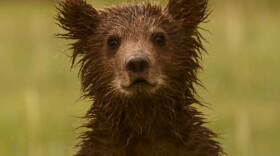 A close up of bear cub from ""Bears Of The Last Frontier: City Of Bears."