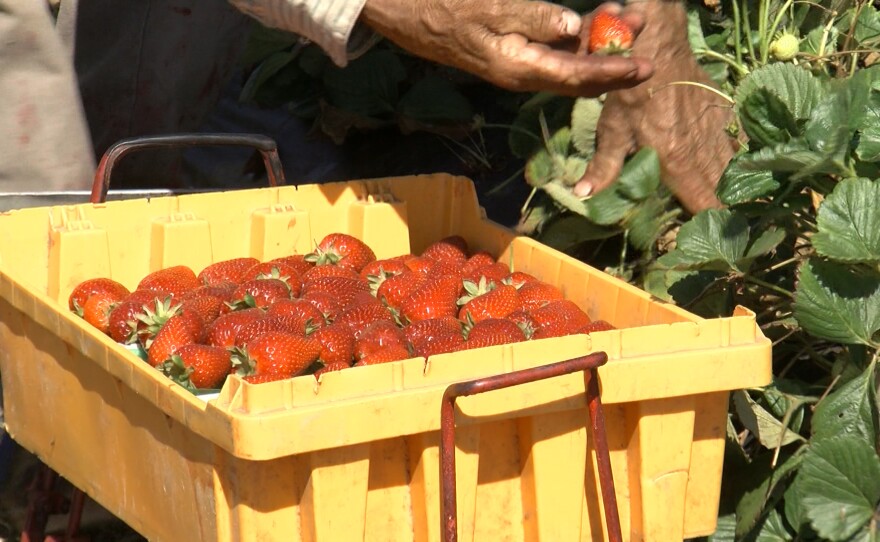 Fourth Generation Of The Yasukochi Family Continues Farming In North