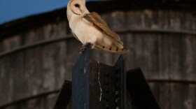 An American Barn Owl sits perched on a water tower on the Upper West Side neighborhood, Wednesday, Oct. 14, 2026, in New York.