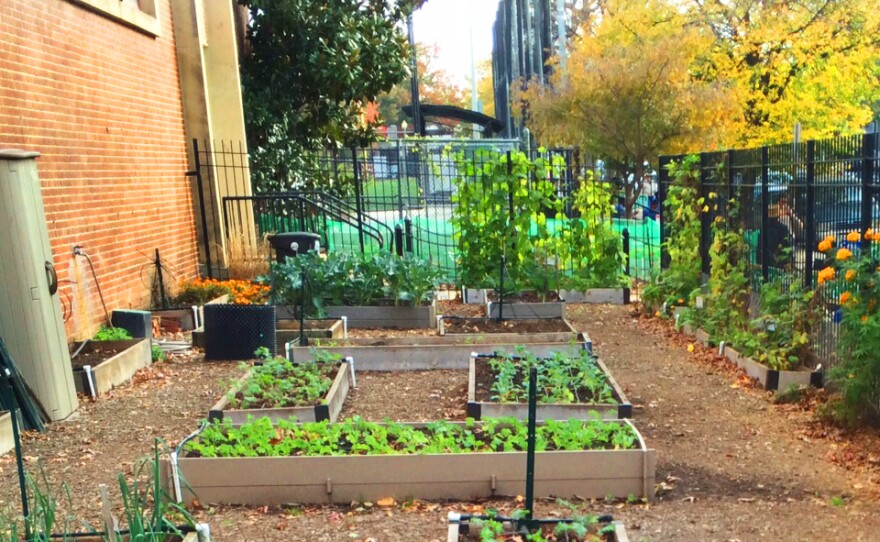 The garden at Watkins Elementary School.