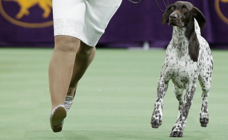 CJ performs in the ring. Owner Valerie Nunes-Atkinson said from the time CJ was a puppy, she knew he had "that something extra."