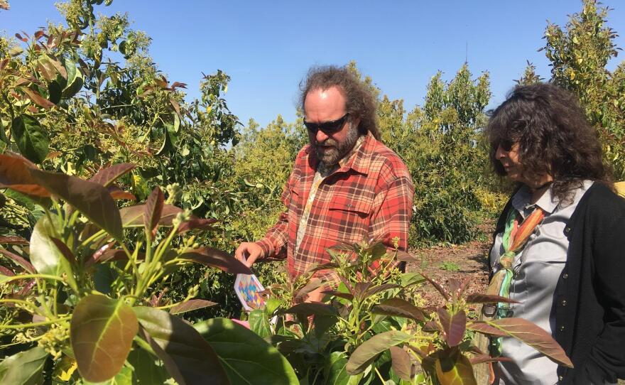 Eric Focht and Mary Lu Arpaia breed avocado trees across California. They're in search of varieties that will grow well in California's Central Valley.