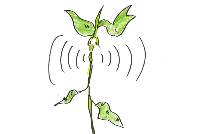 Illustration of aphid-infested bean plant emitting a silent, chemical "scream"