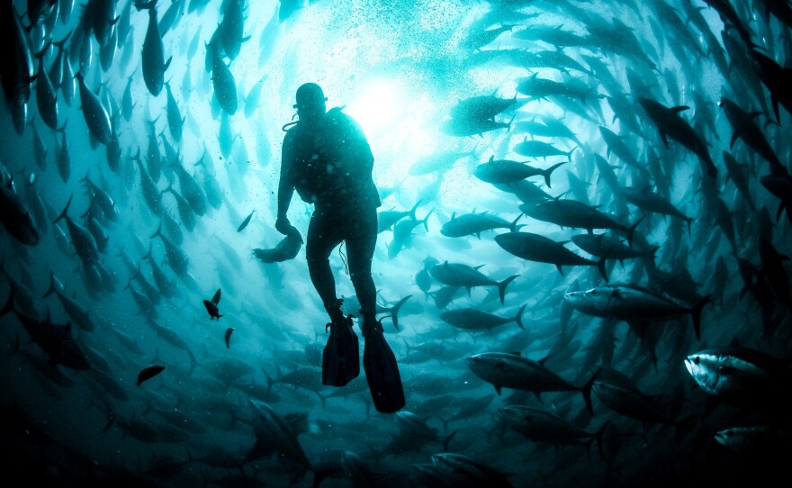 A diver maintains an open-water cage where tuna are being farmed in Izmir, Turkey. In the U.S., federally controlled ocean waters have been off limits to aquaculture, curbing the industry's growth. But the tide may be turning.