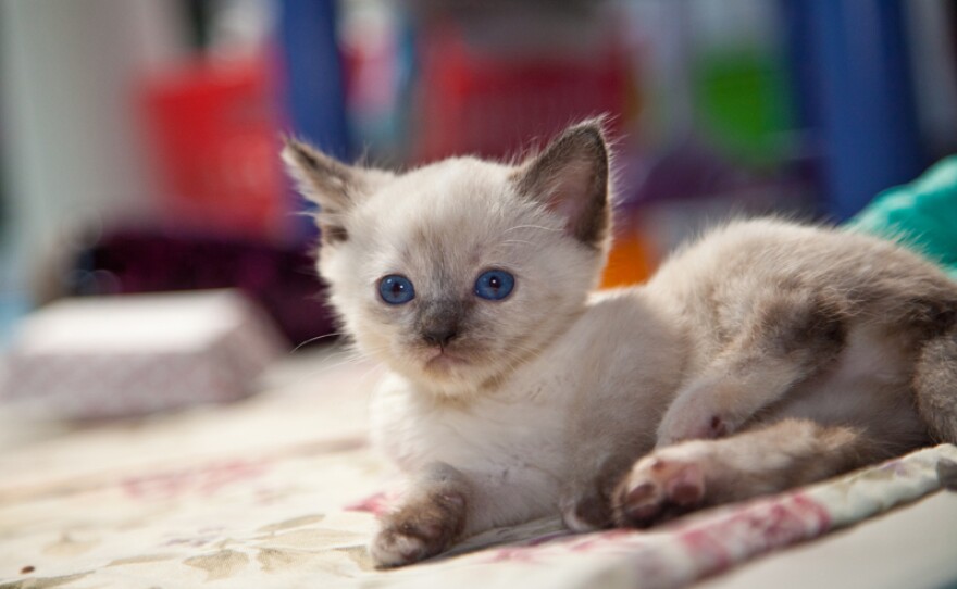 A kitten is pictured, March 23, 2015.