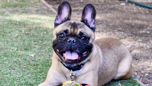 A French bulldog smiles with their chew toy in this undated photo.