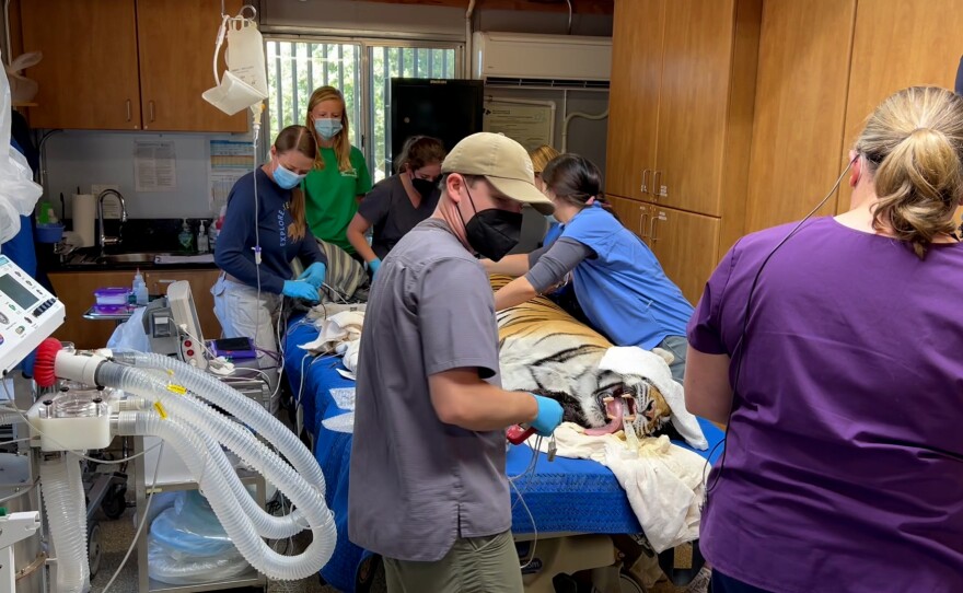 Kallie the tiger is shown under anesthesia being checked out by veterinarians in this undated photo.