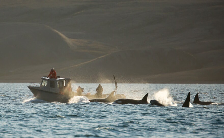 Family group of killer whales swimming beside a boat.