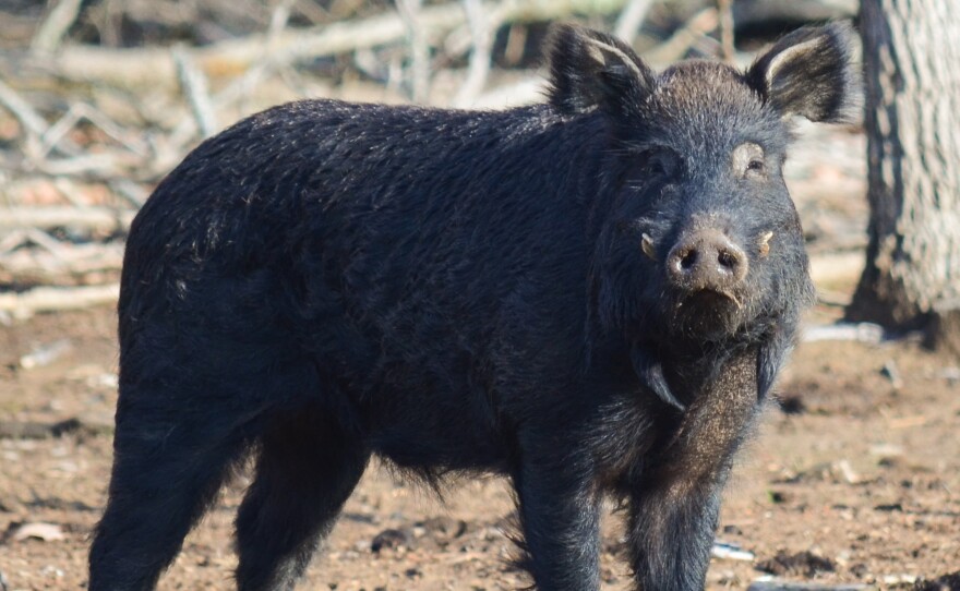 Choctaw boar