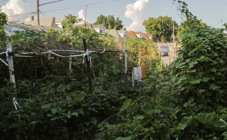 The view from Minara Begum's back door looking into her garden last summer. Among the crops she's growing are taro leaves, broad beans, purple chilies, amaranth, bitter melon, snake gourd, eggplant and hibiscus leaf.