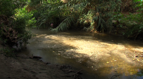 After four years of drought, some sections of the San Diego River, including this portion near Mission Valley, appear as more of a long, stagnant puddle, Oct. 15, 2015.  