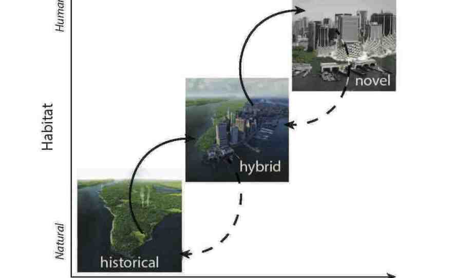 As humans urbanize, they take ecosystems from their historical "natural" state through a hybrid state and on to either outcomes they desire, in a novel resilient system, or collapse. Here we see three views of Manhattan going from its historical state to its hybrid state and on to a novel resilient state.