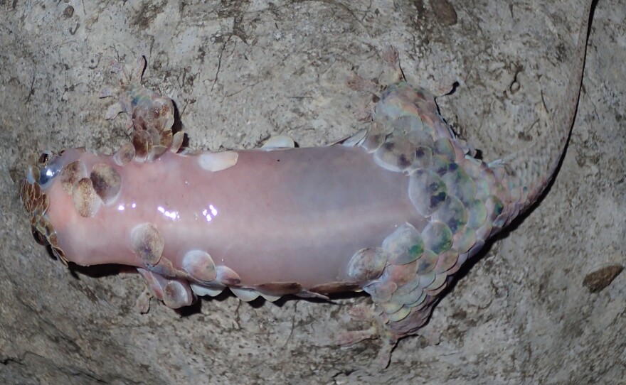 This Geckolepis megalepis has lost some of its scales, but can grow them back within two to three weeks.