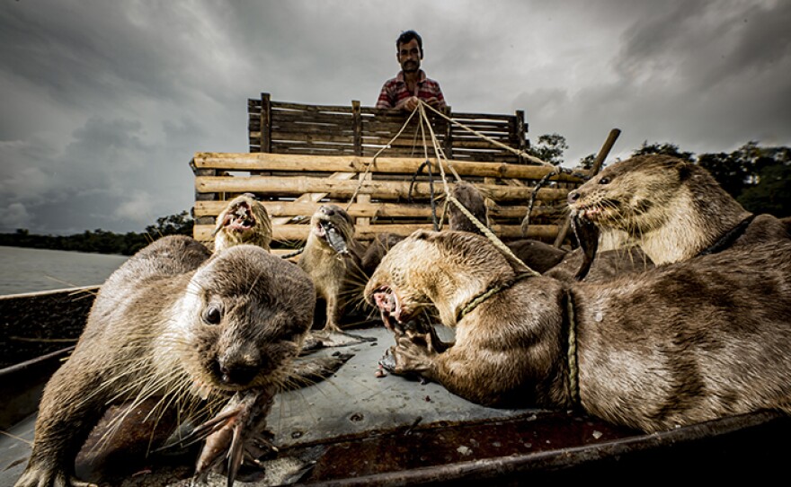 In Bangladesh, fisherman use otters to corral fish into nets.