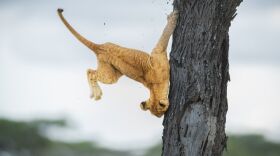 Jennifer Hadley's overall winning photo of a 3-month-old cub tumbling out of a tree.