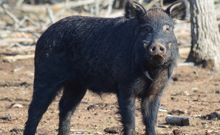 The Choctaw is an American breed of pig with critical status.