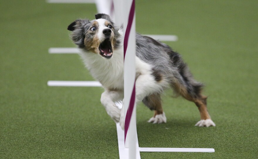 Sky, an Australian shepherd, runs the weave poles with the intensity of an Olympian during the Masters Agility Championship at Westminster on Saturday.