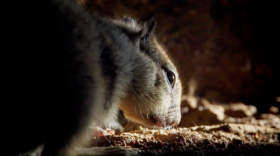 A squirrel. Nat Talk: Wild San Diego