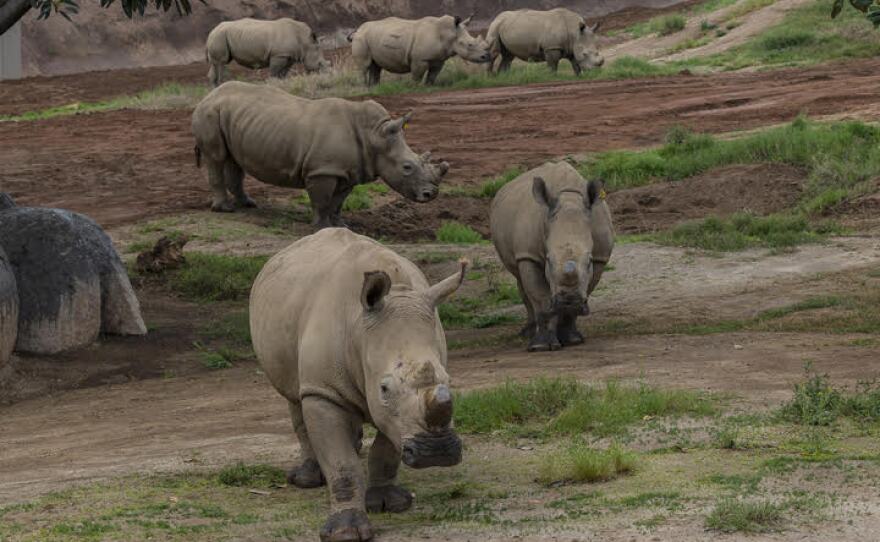 Six southern white rhinos explore their new habitat at San Diego Zoo Safari Park, Feb. 18, 2018.