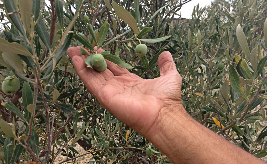Pacicca shows olives from one of the 26 trees GOEL Bio planted to replace his chopped-down trees. GOEL Bio is a consortium of organic farmers that stands up to Ndrangheta, the region's organized-crime group.