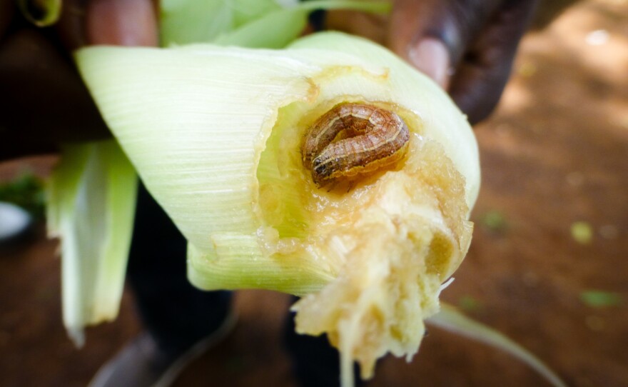 A fall armyworm — actually a caterpillar — takes a bite out of corn and other crops.