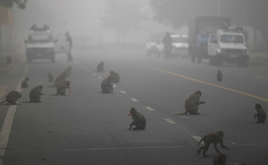 Monkeys help themselves to fruits handed out by devout Hindus on a foggy morning in New Delhi in 2012. Food is handed out to monkeys by devotees on Tuesdays, the day of the Hindu monkey god, Hanuman, as an act to rid themselves of sin. Those efforts are at odds with the city's attempt to keep the monkeys away from Delhi's human residents.