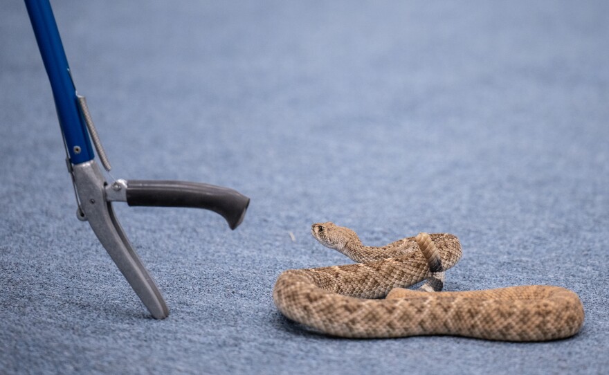 A Phoenix Herpetological Society rattlesnake class attendee moves to pick up a Western Diamondback Rattlesnake with snake tongs under the supervision of instructor Cale Morris at the Florence Ely Nelson Desert Park in Scottsdale, Arizona.