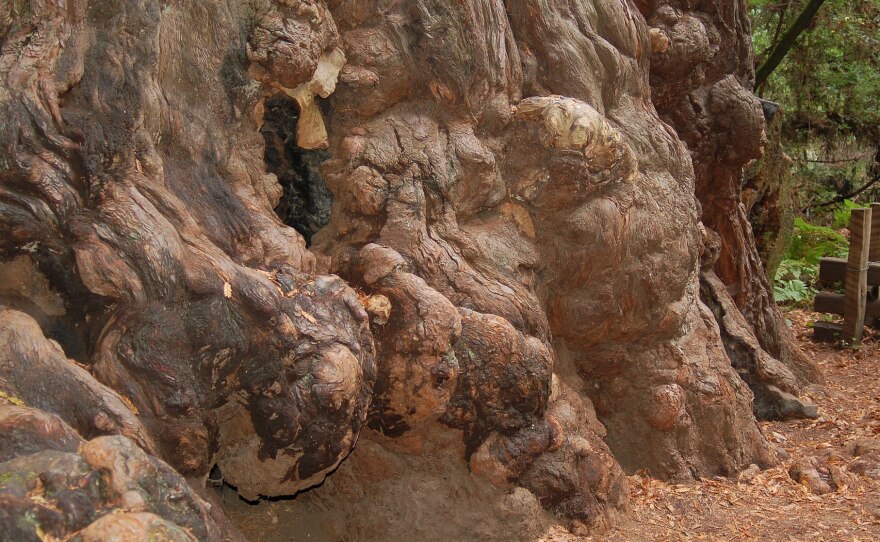 Redwood Burls