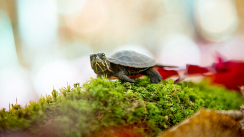 A painted turtle in Algonquin Provincial Park, Canada. Having hatched in early autumn she must travel through a rich, deciduous forest to reach the safety of water. She is at risk of being eaten by many predators, such as foxes, raccoons and black bears.