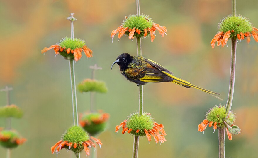 Golden-winged sunbirds live in pocket colonies in mountain habitats. Territorial birds, golden-winged sunbirds defend patches of Leonotis nepetifolia (Lions Paw) flowers outside the breeding season.
