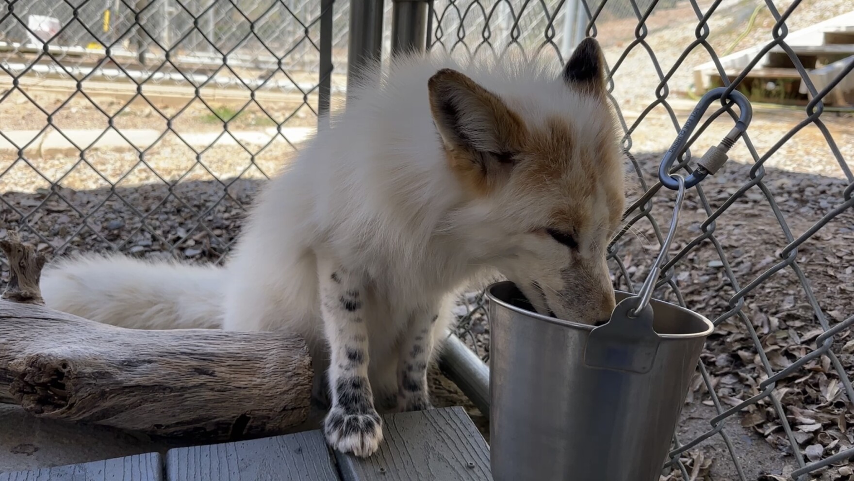 Outfoxing the wild: How Russian domesticated foxes could save lives