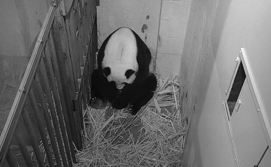 Giant panda Mei Xiang is seen after giving birth to a cub Friday at the National Zoo in Washington.