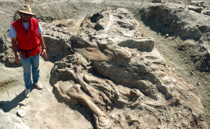 Jack Horner, curator of paleontology at the Museum of the Rockies, poses near the Wankel T. rex, in Fort Peck, Mont., in June 1990. Researchers estimate the dinosaur weighed between 6 and 7 tons.