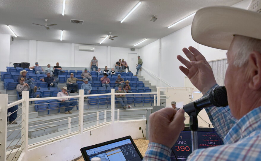 Auctioneer Phil Roe auctions off a group of cattle to buyers in Vale, Oregon.