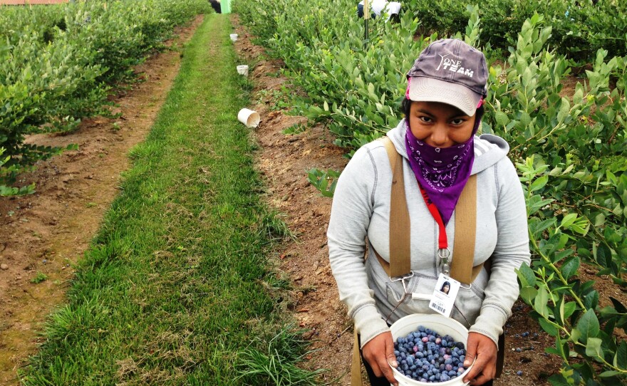 Picker Erika Nicolas Garcia, 18, fills her pail at a blueberry farm near Hillsboro, Ore.