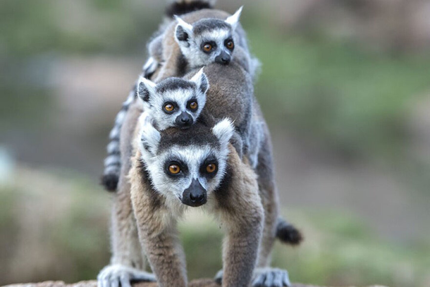 A family of ring-tailed lemurs, Lemur catta. Like all lemurs they are endemic to the island of Madagascar. Known locally in Malagasy as maky (spelled maki in French), they inhabit the unique spiny forests of the southern regions of the island.