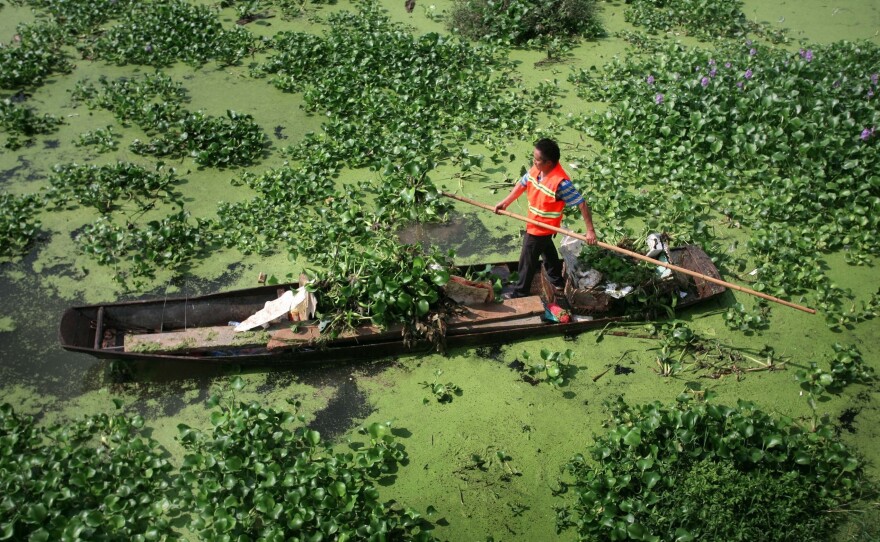 Water hyacinth are cleared out of China's Anchang River.