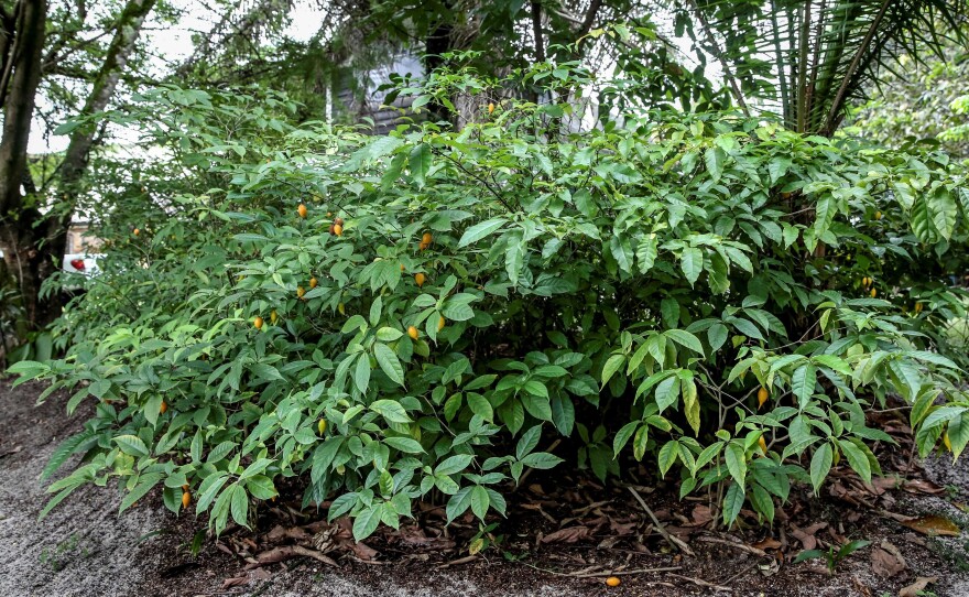 Root extracts from the African shrub Iboga, have long been used in traditional healing rituals, and more recently as an experimental treatment for depression and to reduce drug cravings in addiction. Scientists now are working on a version of the extract that doesn't cause heart attacks or hallucinations as side effects.
