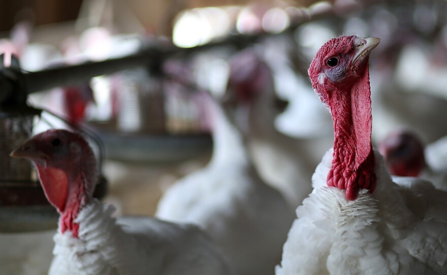 talking_turkey_wide-5bf97bced08223f1ab107e8478cc7d6ffc778248.jpg