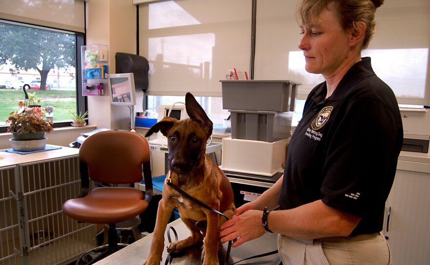 Bernie Green is a supervisor with the Department of Defense's Military Working Dog Breeding Program. Experts say dogs can suffer from PTSD-like conditions that can affect their military capabilities later on.