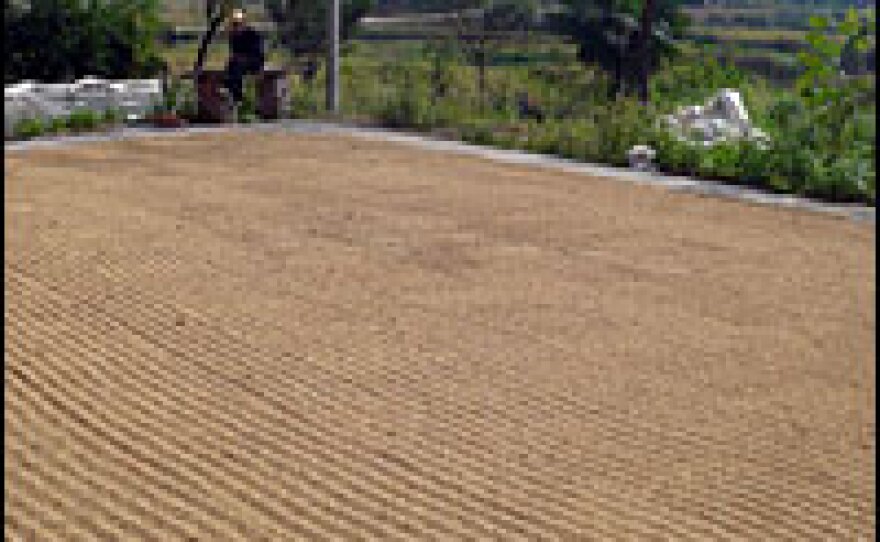 Crops dry outside the houses in Beiping village, Hunan province.