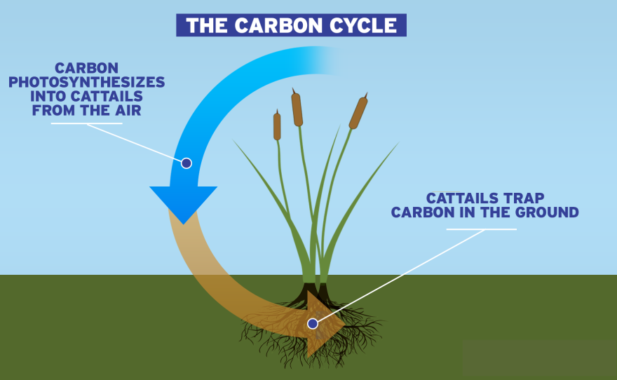 The carbon cycle of cattails is shown in this graphic created April 21, 2022.