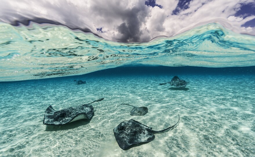 Dramatic clouds overlook southern stingrays as they soar through the waters of North Sound Grand Cayman Island.