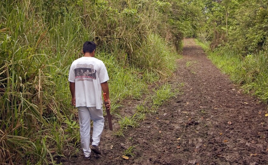 Panama hat weaver Simon Espinal hikes into the jungle, in the canton of Montecristi, Ecuador, to collect shoots of the toquilla palm, which contain the straw used to weave the headgear.