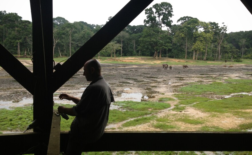 Kalron and his team have set up video cameras that transmit real-time images of the bai via satellite.