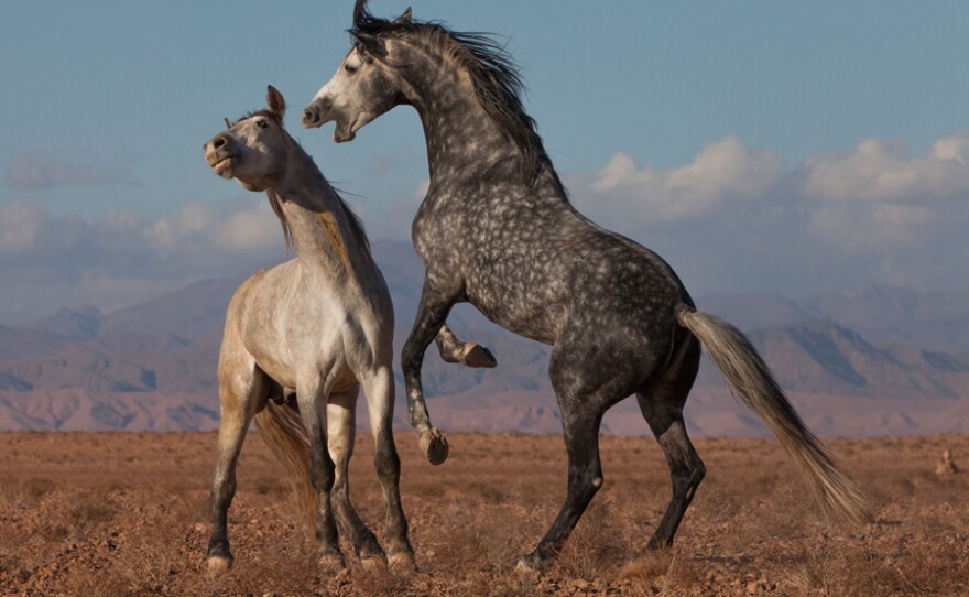 Wild horses, Morocco.