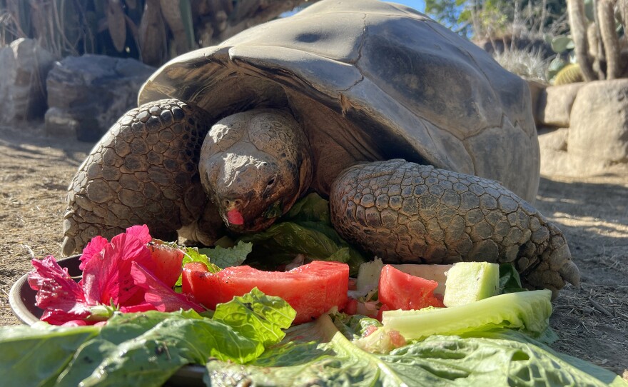 Gramma, the Galápagos tortoise, enjoys a watermelon wedge in her enclosure at the San Diego Zoo in this undated photo. Gramma was estimated to be 141 years old, making her the zoo's oldest resident before she died in November 2025.