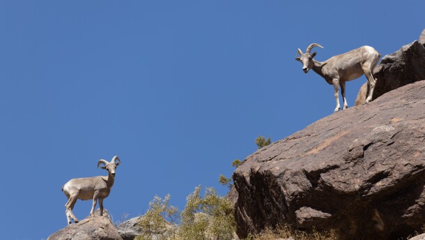 Peninsular Bighorn Sheep in the Anza-Borrego Desert State Park photographed during the 2020 bighorn sheep count, July 2020.