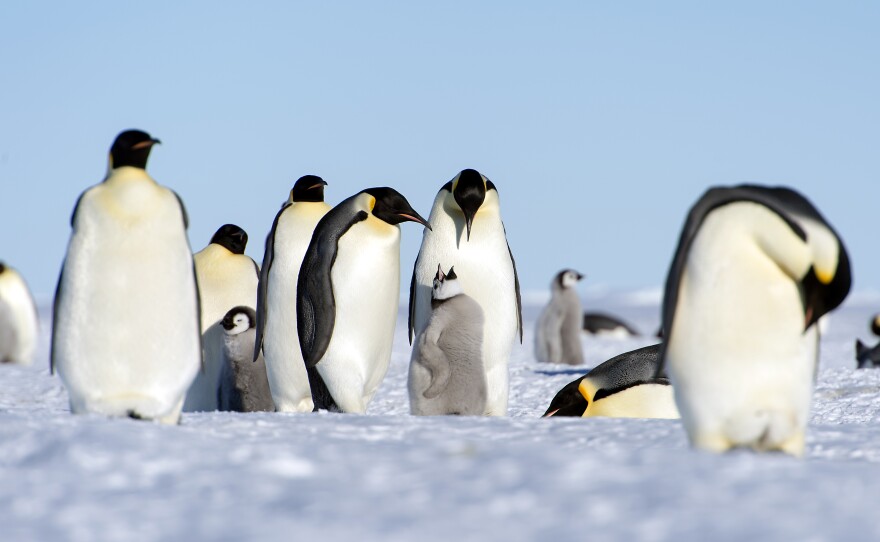 Emperor penguins could lose half of their population by 2050.