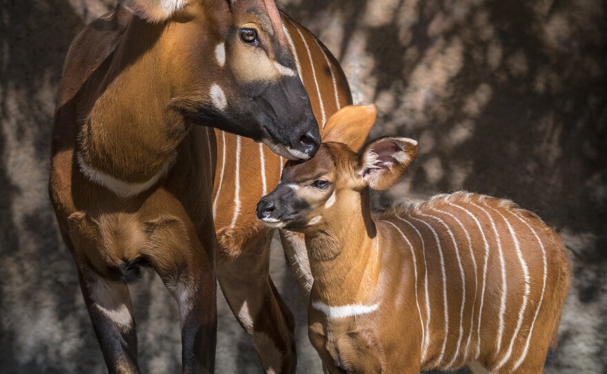 The baby bongo is about 2 feet tall and about 55 pounds. Its mother is about 500 pounds.